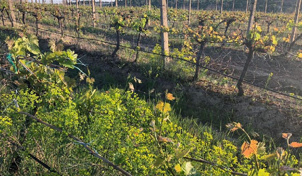 Toamna degustărilor de vinuri pe podgoriile din România 855055