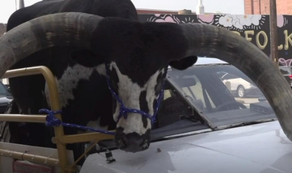 Un bărbat şi-a modificat maşina pentru a transporta un taur. Poliţiştii de la Rutieră au rămas cu gura căscată 855856