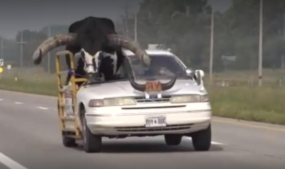 Un bărbat şi-a modificat maşina pentru a transporta un taur. Poliţiştii de la Rutieră au rămas cu gura căscată 855857