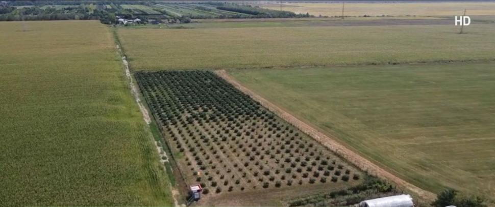 Afacerea cu fructe pe care un român a pariat şi a câştigat. Un kilogram se vinde cu 25 de lei 856092