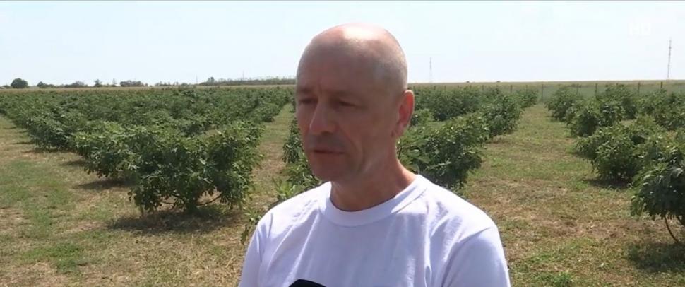 Afacerea cu fructe pe care un român a pariat şi a câştigat. Un kilogram se vinde cu 25 de lei 856093