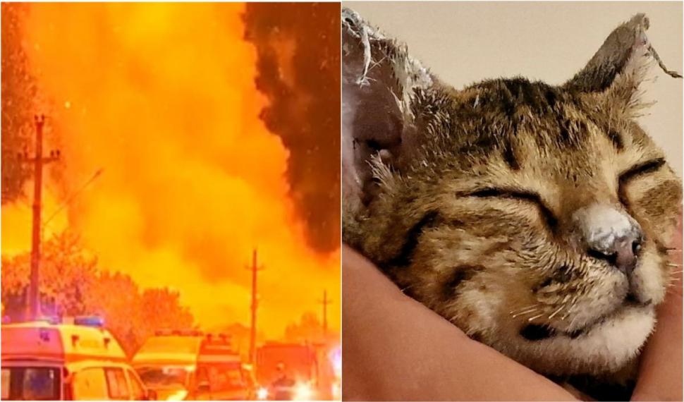 Povestea impresionantă a lui Crevete, motanul ars care a scăpat cu viață din explozia de la Crevedia: "Nu a mieunat, nu a plâns. Parcă le văzuse pe toate la viaţa lui" 856184