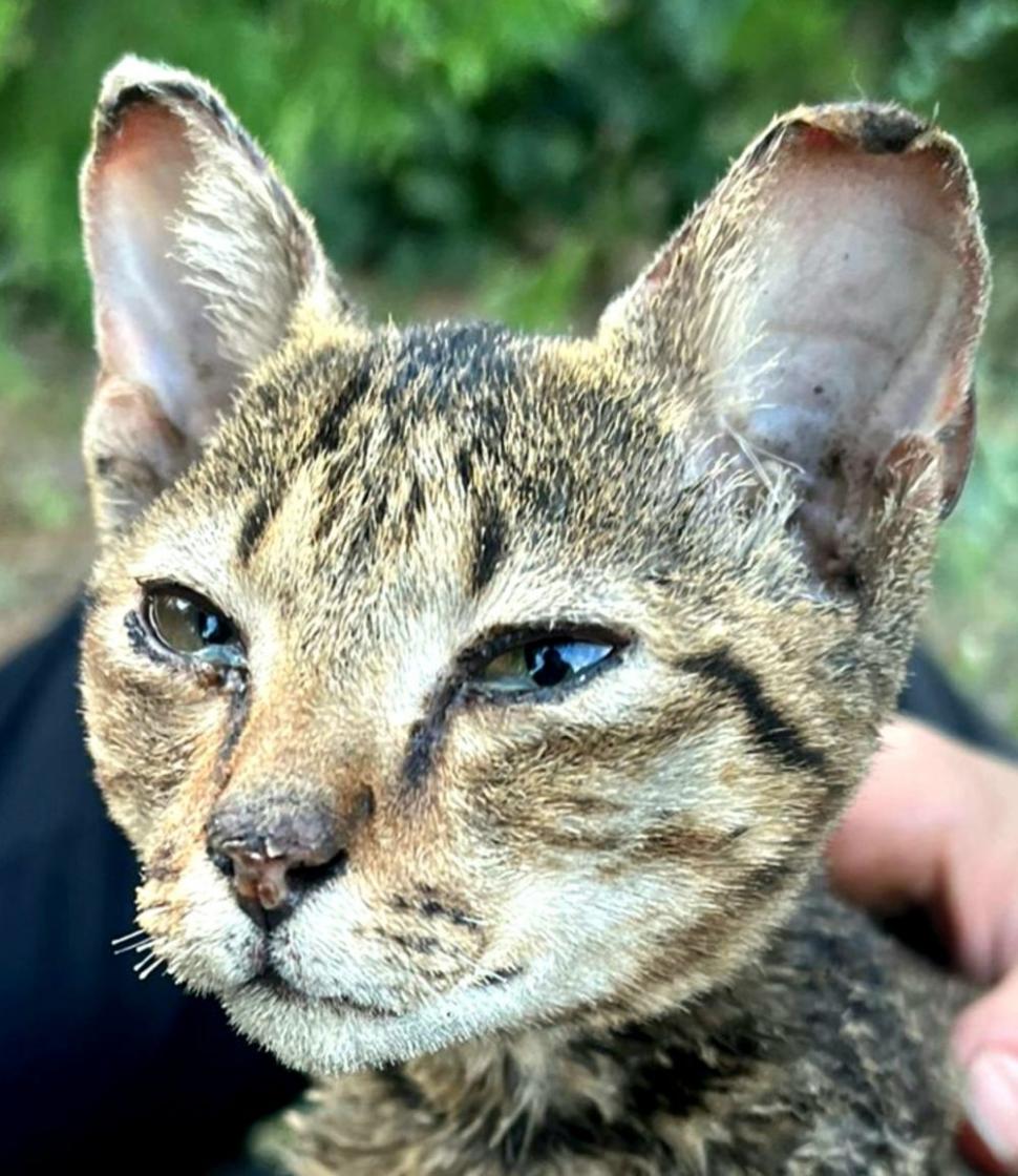 Povestea impresionantă a lui Crevete, motanul ars care a scăpat cu viață din explozia de la Crevedia: "Nu a mieunat, nu a plâns. Parcă le văzuse pe toate la viaţa lui" 856186