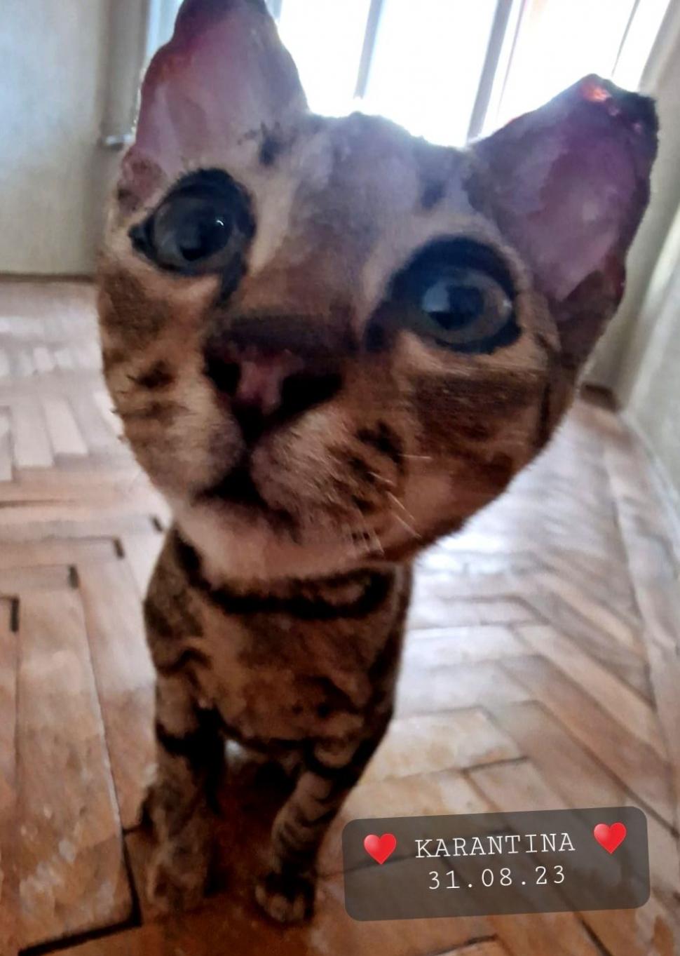 Povestea impresionantă a lui Crevete, motanul ars care a scăpat cu viață din explozia de la Crevedia: "Nu a mieunat, nu a plâns. Parcă le văzuse pe toate la viaţa lui" 856187