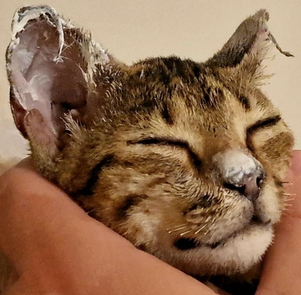 Povestea impresionantă a lui Crevete, motanul ars care a scăpat cu viață din explozia de la Crevedia: "Nu a mieunat, nu a plâns. Parcă le văzuse pe toate la viaţa lui" 856188