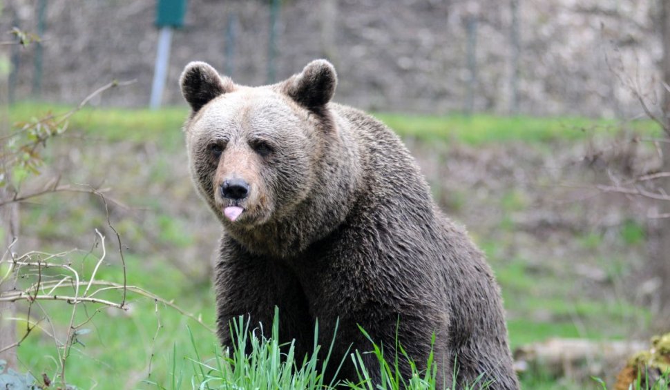 Ministrul Mediului: Guvernul şi Academia Română, în dialog pentru conservarea urşilor bruni