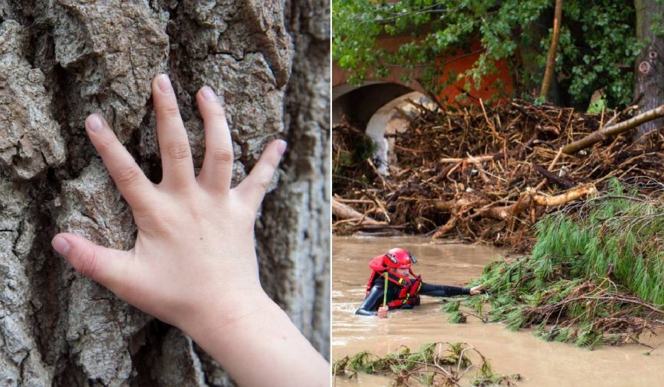 Un băiețel de 10 ani a stat o noapte întreagă într-un copac, pentru a se salva de inundațiile din Spania. Tatăl copilului, de negăsit