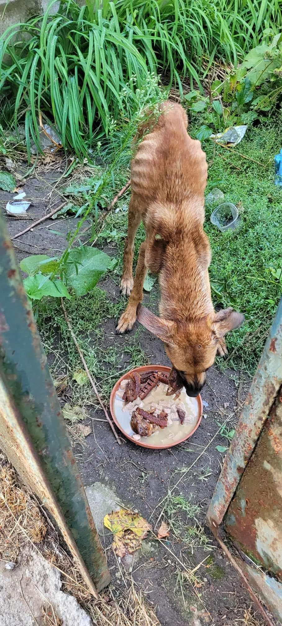 Cățelușă ținută fără apă și mâncare, salvată de polițiștii din Bihor dintr-o casă nelocuită. Amendă usturătoare pentru proprietar 856570
