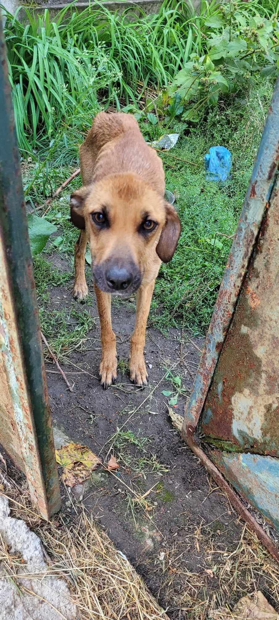 Cățelușă ținută fără apă și mâncare, salvată de polițiștii din Bihor dintr-o casă nelocuită. Amendă usturătoare pentru proprietar 856571