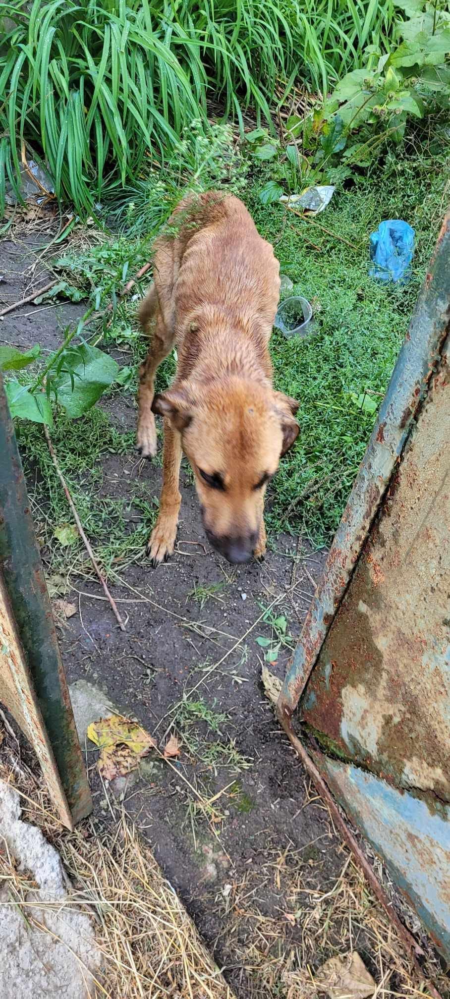 Cățelușă ținută fără apă și mâncare, salvată de polițiștii din Bihor dintr-o casă nelocuită. Amendă usturătoare pentru proprietar 856572