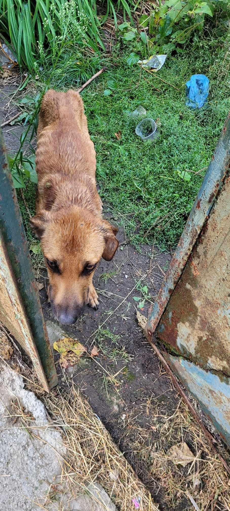 Cățelușă ținută fără apă și mâncare, salvată de polițiștii din Bihor dintr-o casă nelocuită. Amendă usturătoare pentru proprietar 856573