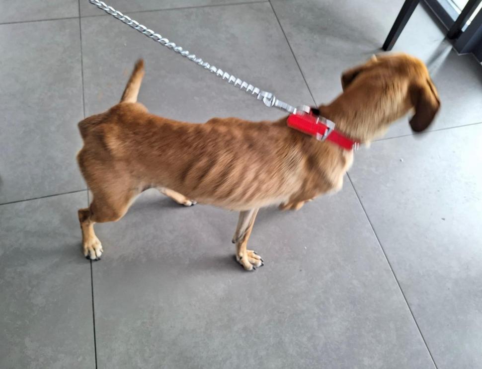 Cățelușă ținută fără apă și mâncare, salvată de polițiștii din Bihor dintr-o casă nelocuită. Amendă usturătoare pentru proprietar 856574