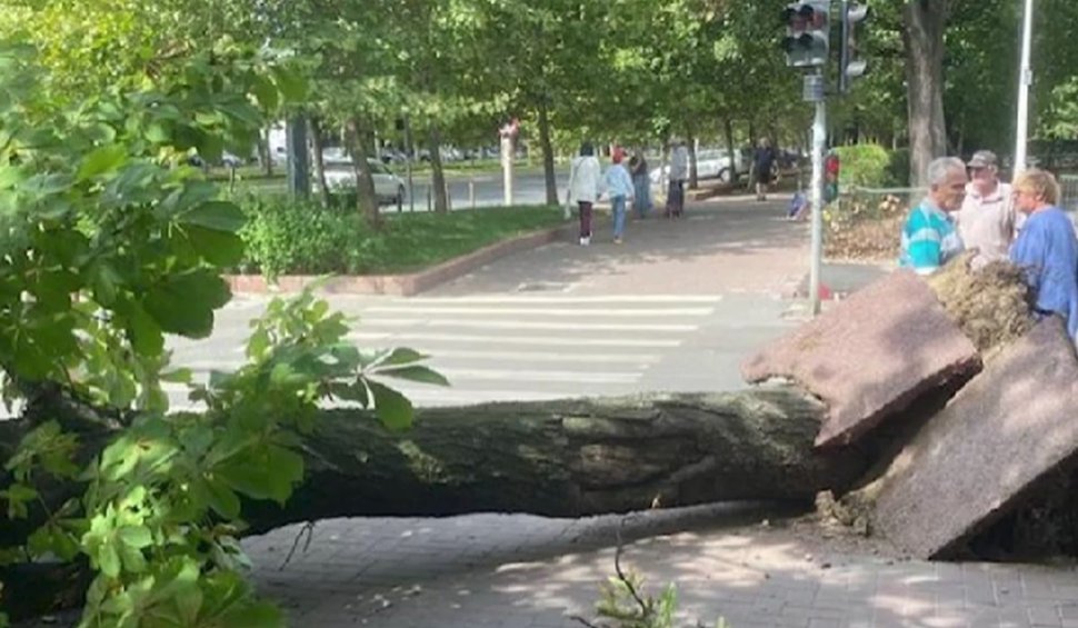 Un copac a căzut peste un bărbat în Sectorul 3 din București. Incidentul s-a produs în plin cod galben de vânt puternic