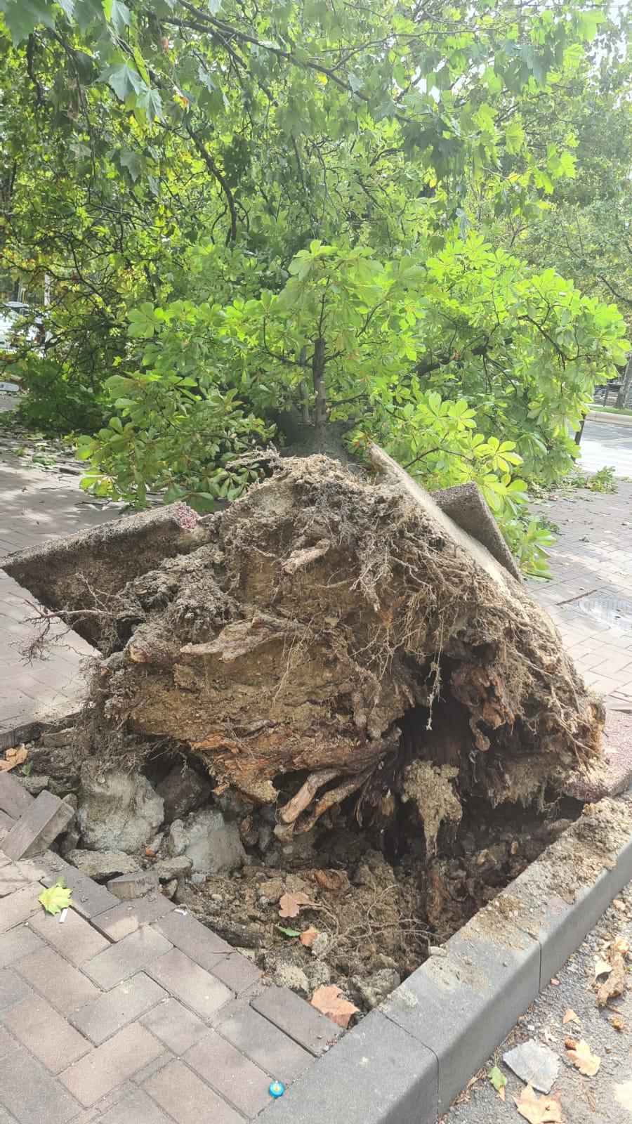 Un copac a căzut peste un bărbat în Sectorul 3 din București. Incidentul s-a produs în plin cod galben de vânt puternic 856530