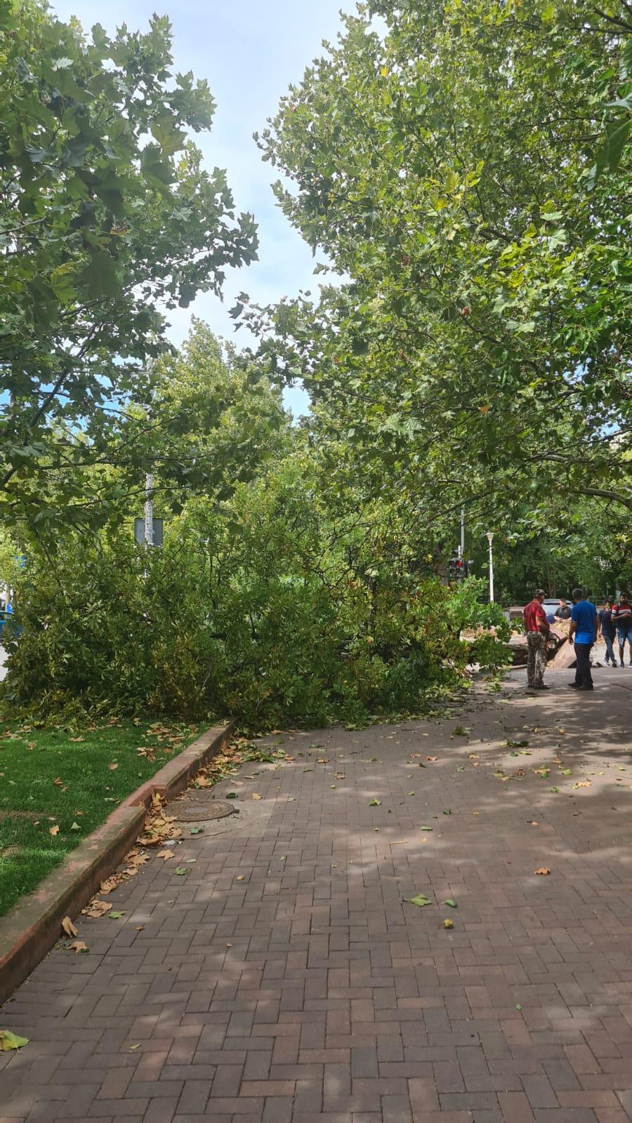 Un copac a căzut peste un bărbat în Sectorul 3 din București. Incidentul s-a produs în plin cod galben de vânt puternic 856531