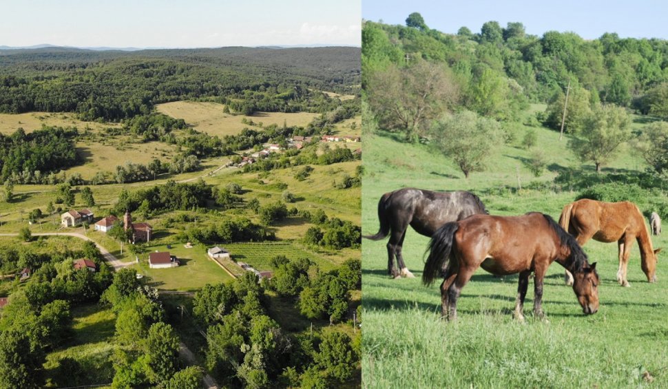 Satul din România cu doar trei familii, unde trăiesc cai sălbatici și vaci dintr-o specie pe cale de dispariție: "Apar și în tablourile lui Grigorescu"