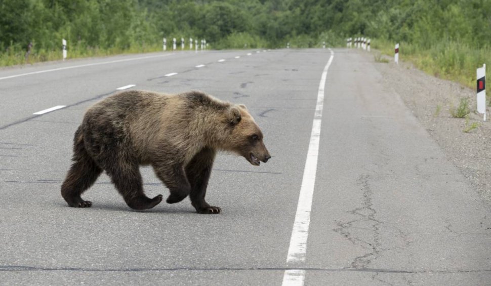 Un urs de 200 de kilograme a fost lovit mortal pe autostrada A3, după ce a sărit gardul de protecţie şi a ajuns pe carosabil