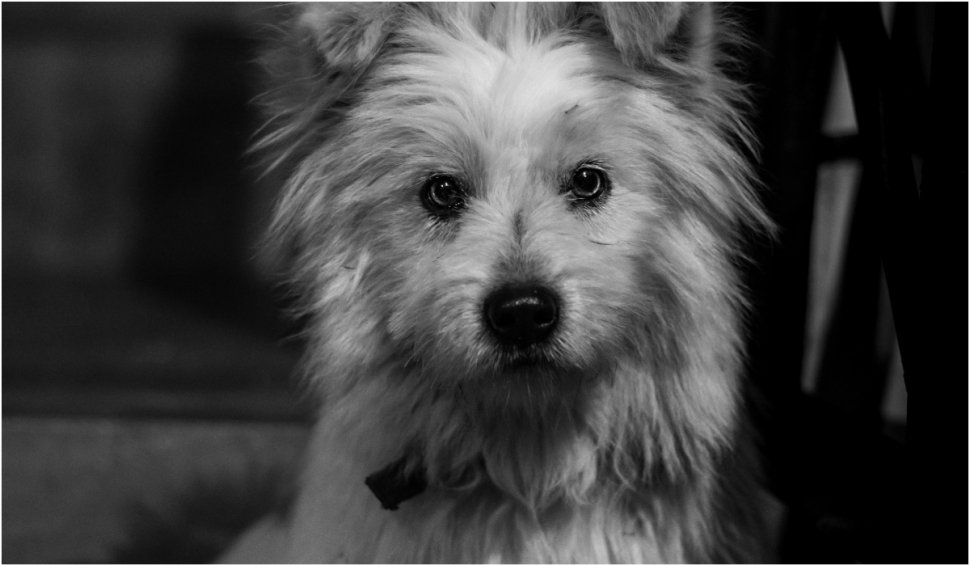 Canisă ilegală în Ilfov: Înmulţea câinii pe bandă rulantă şi îi vindea pe internet cu carnete de sănătate false