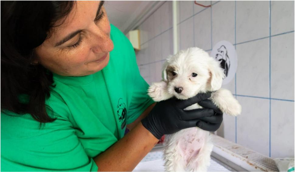 Canisă ilegală în Ilfov: Înmulţea câinii pe bandă rulantă şi îi vindea pe internet cu carnete de sănătate false 856890