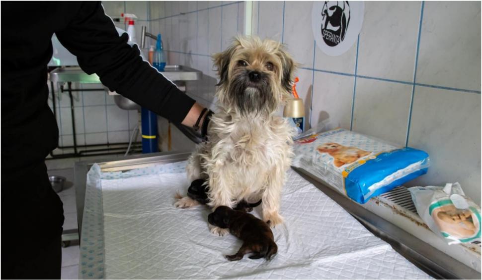 Canisă ilegală în Ilfov: Înmulţea câinii pe bandă rulantă şi îi vindea pe internet cu carnete de sănătate false 856891