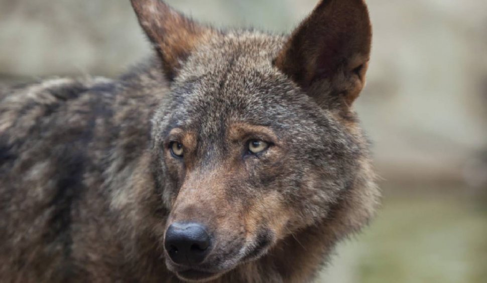 O fetiță de 8 ani a fost mușcată de un lup, la Grădina Zoologică din Sibiu