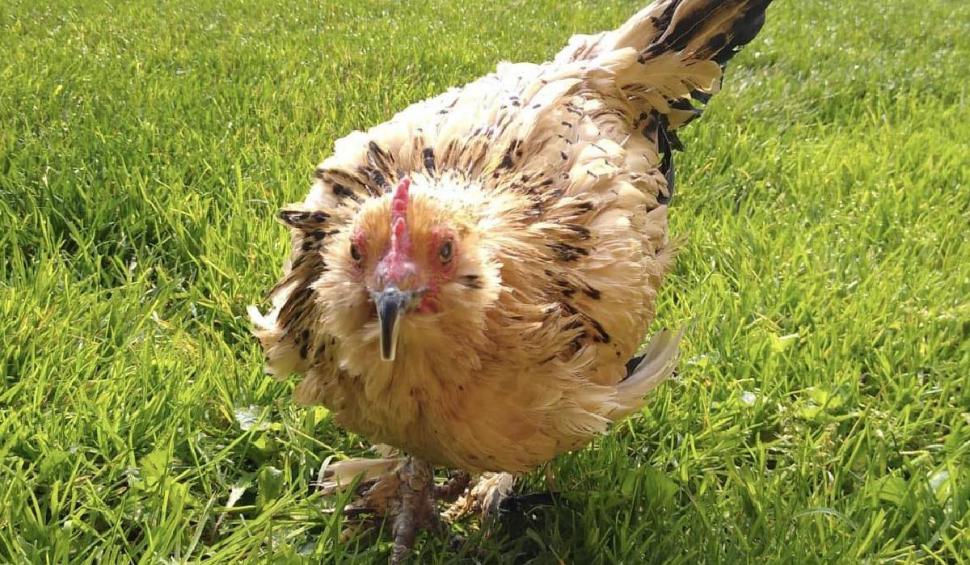 Povestea impresionantă a lui Peanut, cea mai bătrână găină din lume: "Țineam în mână această ființă și nu știam ce să fac" 857167