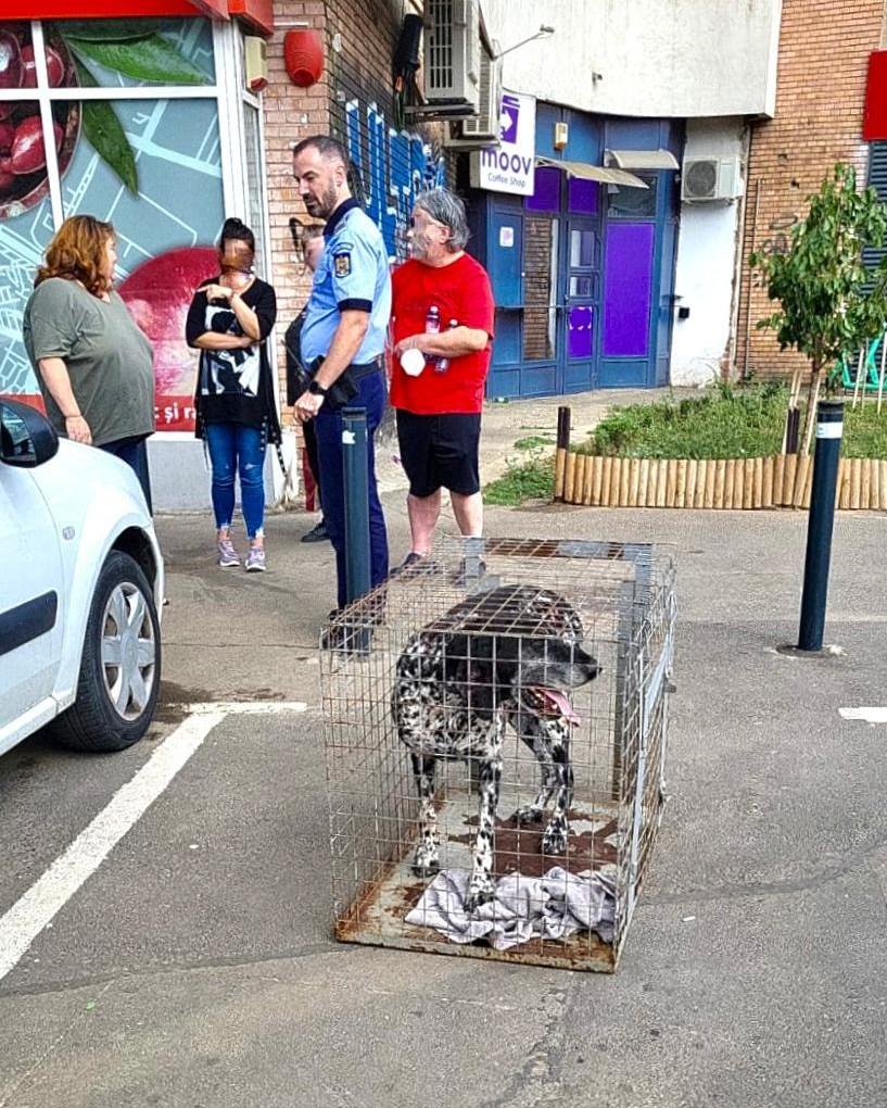 Doi bărbați au fost atacaţi de un câine, pe Bulevardul Ghencea din Bucureşti. Proprietarul animalului a fost găsit și dus la secție 857637