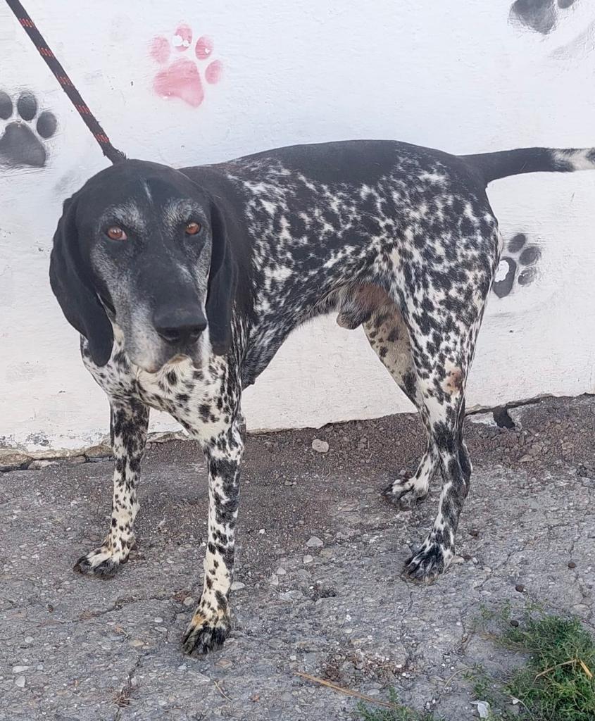 Doi bărbați au fost atacaţi de un câine, pe Bulevardul Ghencea din Bucureşti. Proprietarul animalului a fost găsit și dus la secție 857638