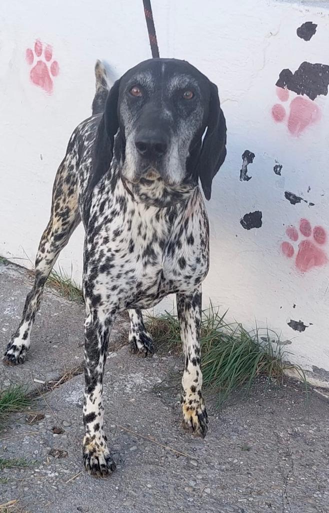 Doi bărbați au fost atacaţi de un câine, pe Bulevardul Ghencea din Bucureşti. Proprietarul animalului a fost găsit și dus la secție 857639