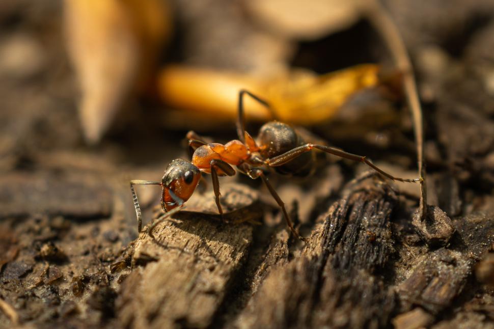 Furnica roșie de foc, noua amenințare pentru agricultura şi sănătatea umană din Europa | Înțepătura este extrem de dureroasă și ucide animalele 857750