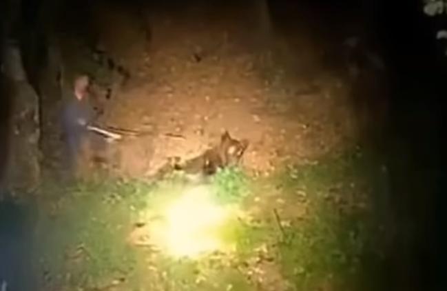 "Fugi! Fugi, că mă omoară!": Un bărbat a atacat cu bâta un urs care dormea, noaptea în pădure, în timp ce prietenul lui filma 857974
