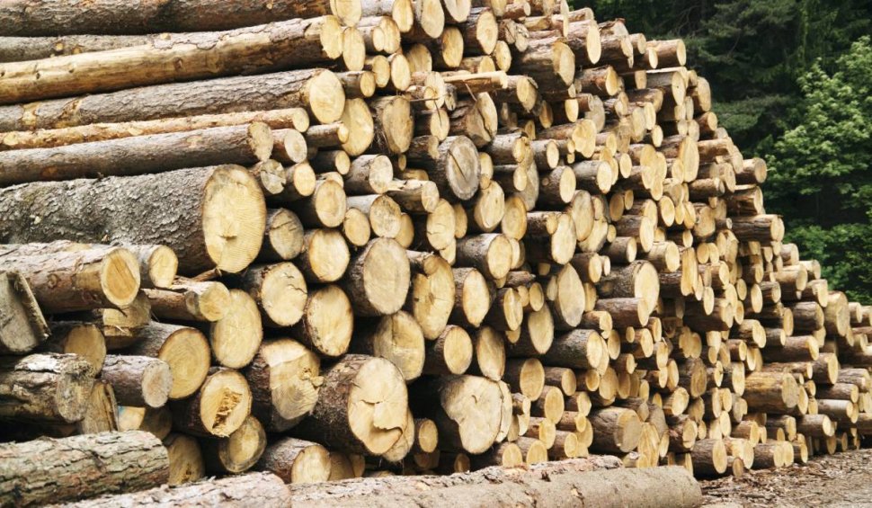 Focuri de armă pentru prinderea unor hoți de lemne, într-o pădure din Suceava. Un bărbat a fost împușcat în coapsă