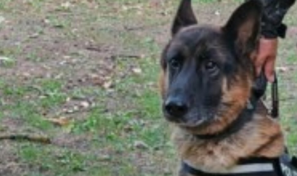 El este Kicsi, singurul câine polițist căutător de cadavre din Transilvania, care iese la pensie din cadrul IPJ Cluj
