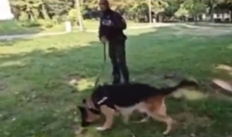 El este Kicsi, singurul câine polițist căutător de cadavre din Transilvania, care iese la pensie din cadrul IPJ Cluj 858962