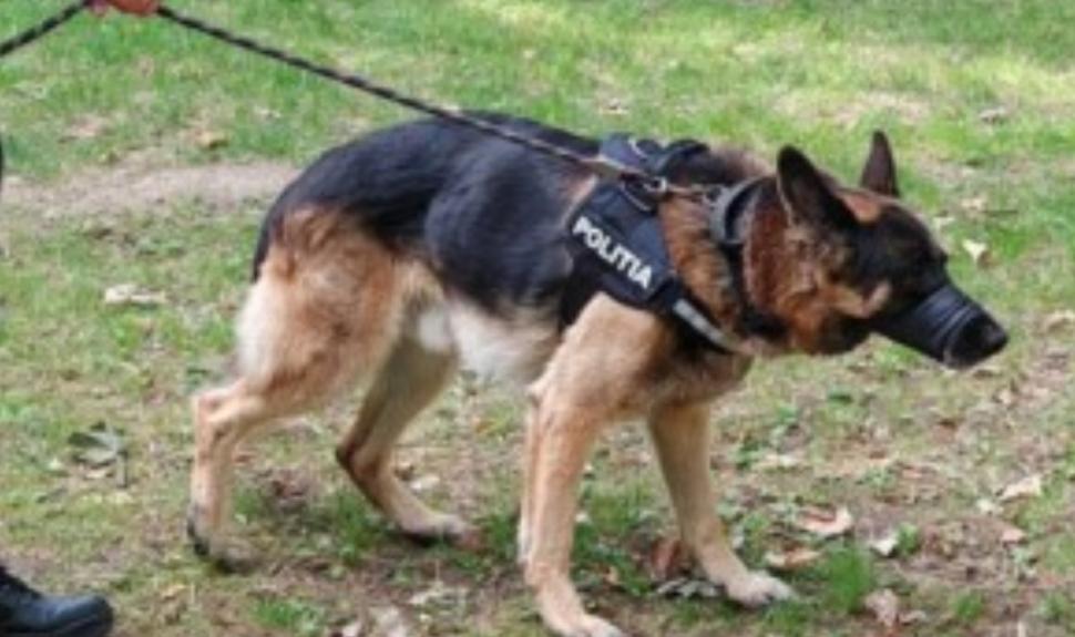 El este Kicsi, singurul câine polițist căutător de cadavre din Transilvania, care iese la pensie din cadrul IPJ Cluj 858964
