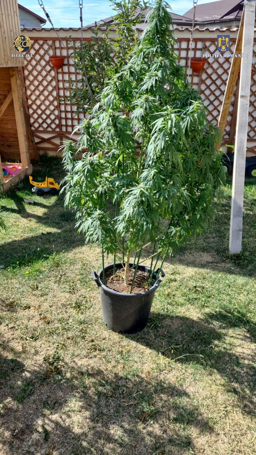 Prăjituri, jeleuri şi dispozitive de vapat cu droguri, vândute inclusiv copiilor de zeci de firme din toată ţara 858861