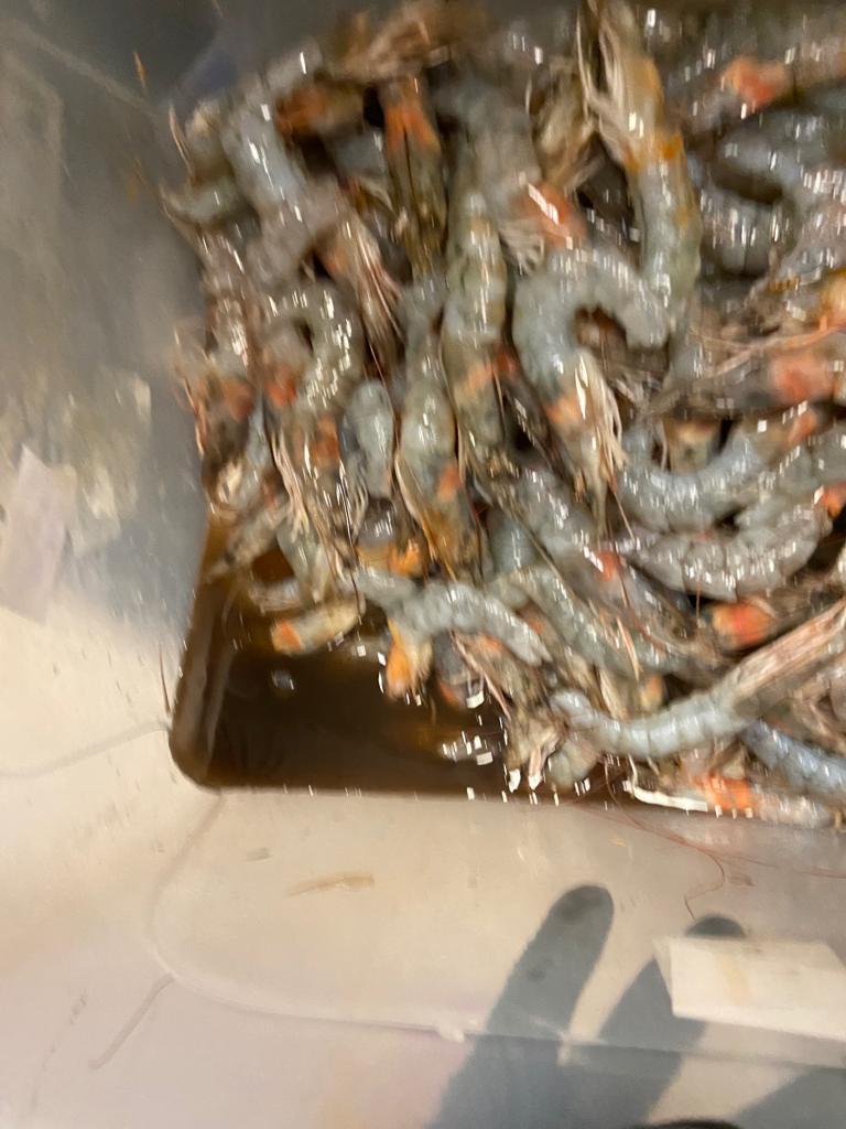 Taverna Racilor Timişoara, închisă de comisarii ANPC | Primele imagini cu neregulile găsite în restaurant 859319