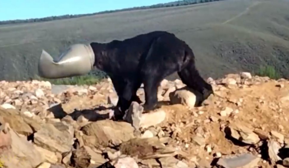 Imagini virale cu salvarea unui urs brun al cărui cap a rămas blocat într-un butoi de plastic