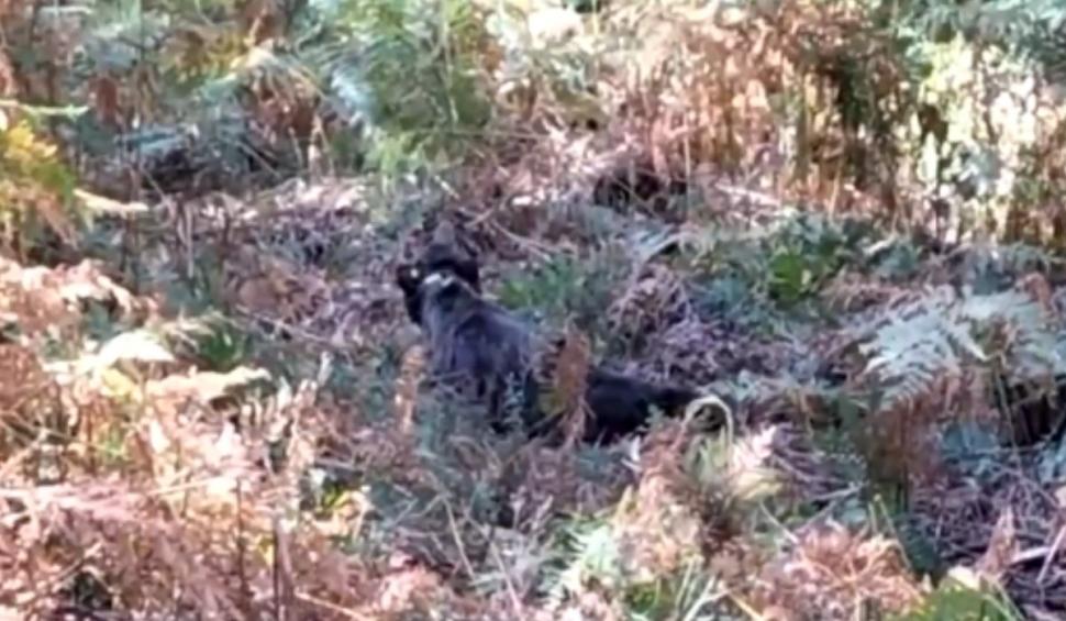 Imagini virale cu salvarea unui urs brun al cărui cap a rămas blocat într-un butoi de plastic 859581