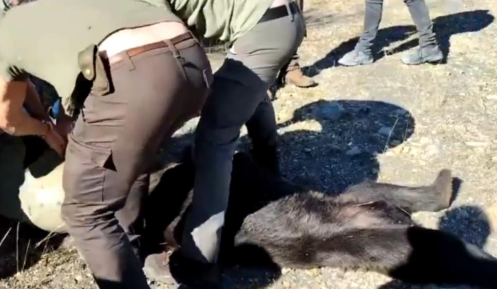 Imagini virale cu salvarea unui urs brun al cărui cap a rămas blocat într-un butoi de plastic 859582