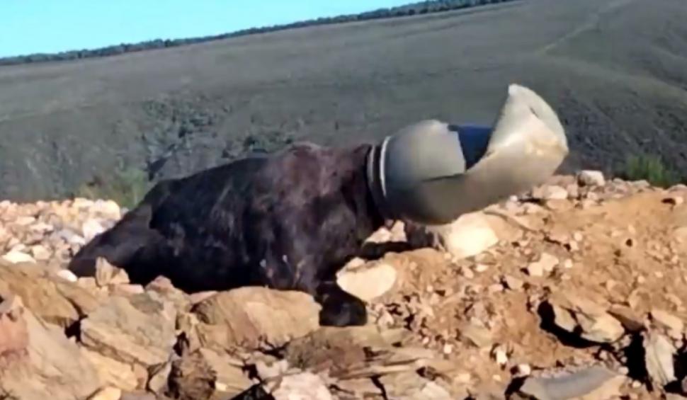 Imagini virale cu salvarea unui urs brun al cărui cap a rămas blocat într-un butoi de plastic 859583