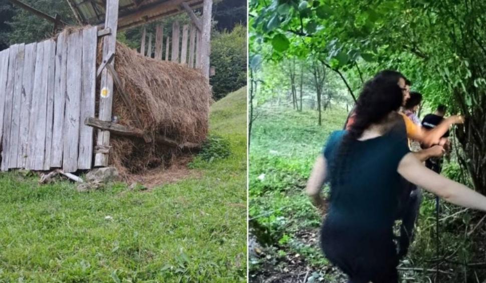 Patru femei au fost atacate de o turmă de bivoli în Munții Maramureșului. S-au urcat pe o căpiță de fân pentru a cere ajutor 859737
