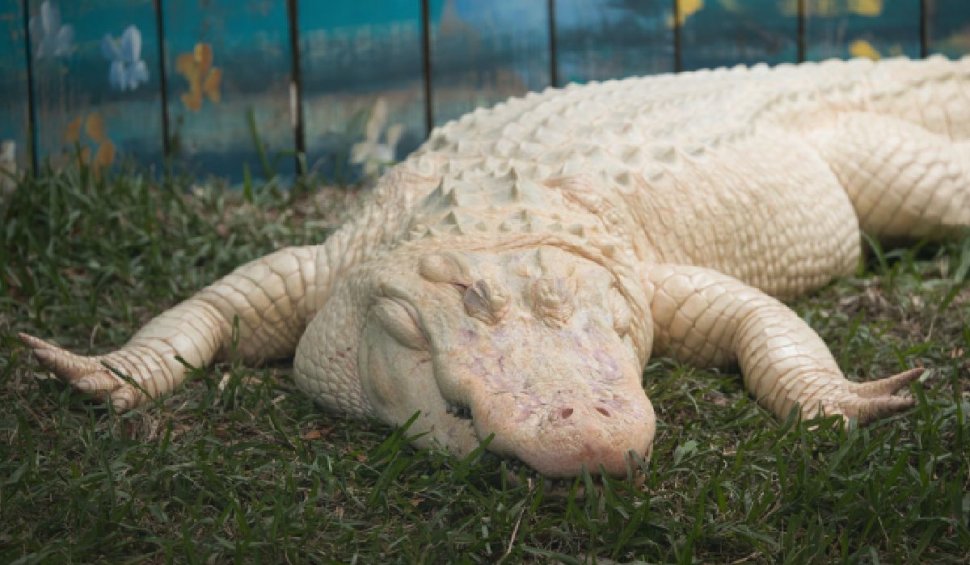 GatorLand, Parcul din SUA unde turiștii pot hrăni aligatorii