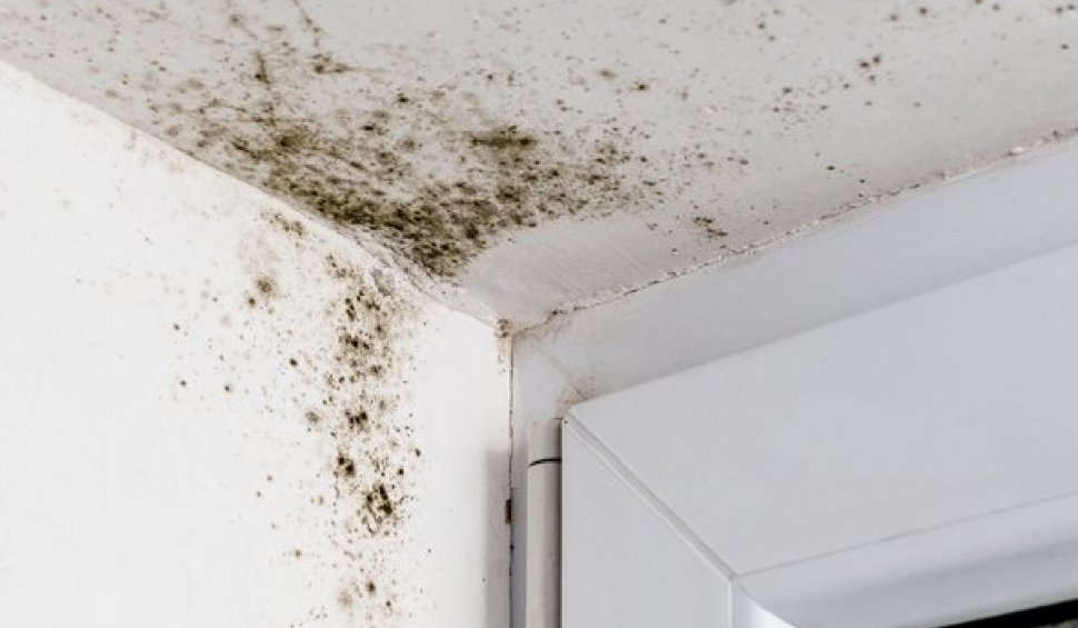 Mucegai în casă pe pereți: Riscuri și cum îndepărtezi