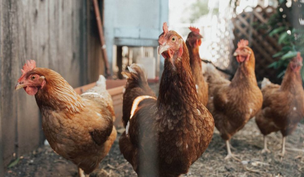 Focar de salmoneloză aviară, la o fermă de păsări din Sibiu. Peste 14.000 de găini vor fi ucise