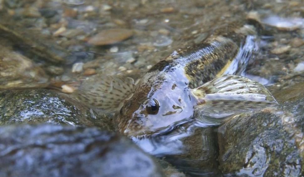 Descoperire istorică pe râul Vâlsan din Argeş | Echipele de cercetări au găsit zeci de aspreţi 860266