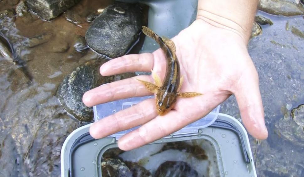 Descoperire istorică pe râul Vâlsan din Argeş | Echipele de cercetări au găsit zeci de aspreţi 860269