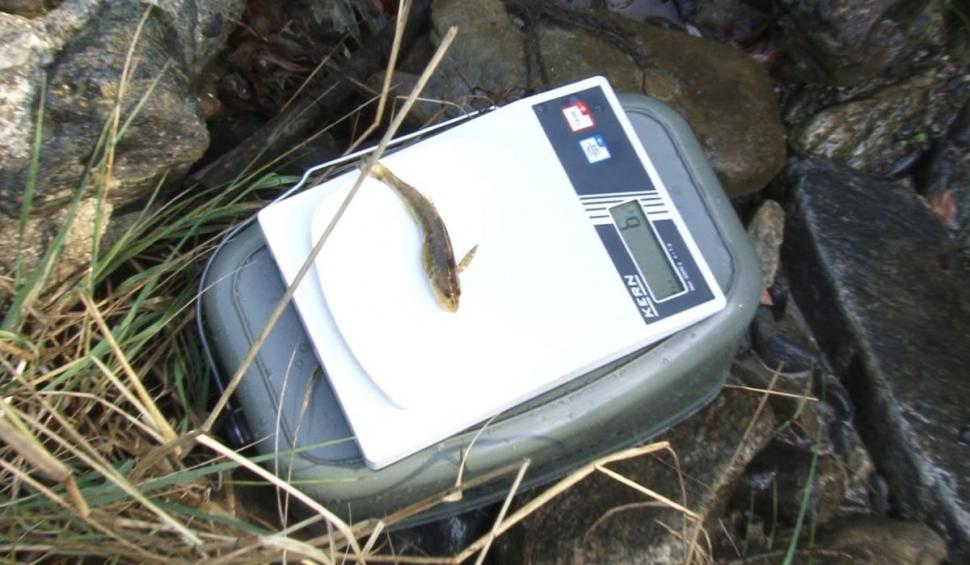 Descoperire istorică pe râul Vâlsan din Argeş | Echipele de cercetări au găsit zeci de aspreţi 860270