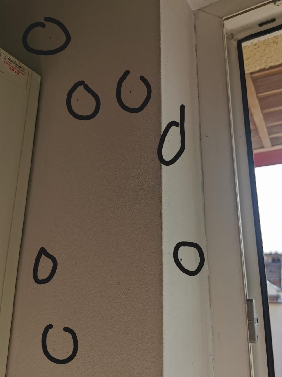 Insecta care terorizează un întreg oraş din România: "Nu mai rezistăm! Sunt peste tot" 860229