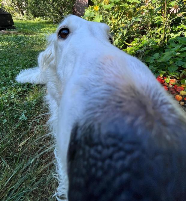 Povestea cățelușei cu cel mai lung bot din lume. Stăpânii spun că Lapsha era specială încă de mică 860221